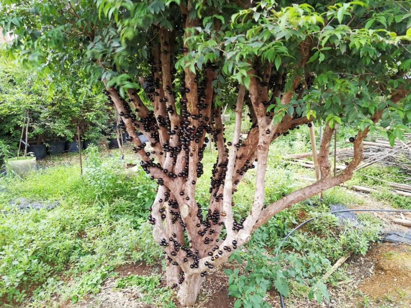 嘉宝果苗台湾四季早生红妃艾斯卡红猩树葡萄苗珍稀名贵盆栽果