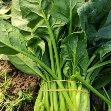 小叶菠菜20~30厘米全年供应欢迎老板看货