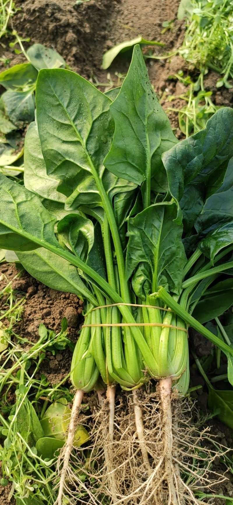 小叶菠菜20~30厘米全年供应欢迎老板看货