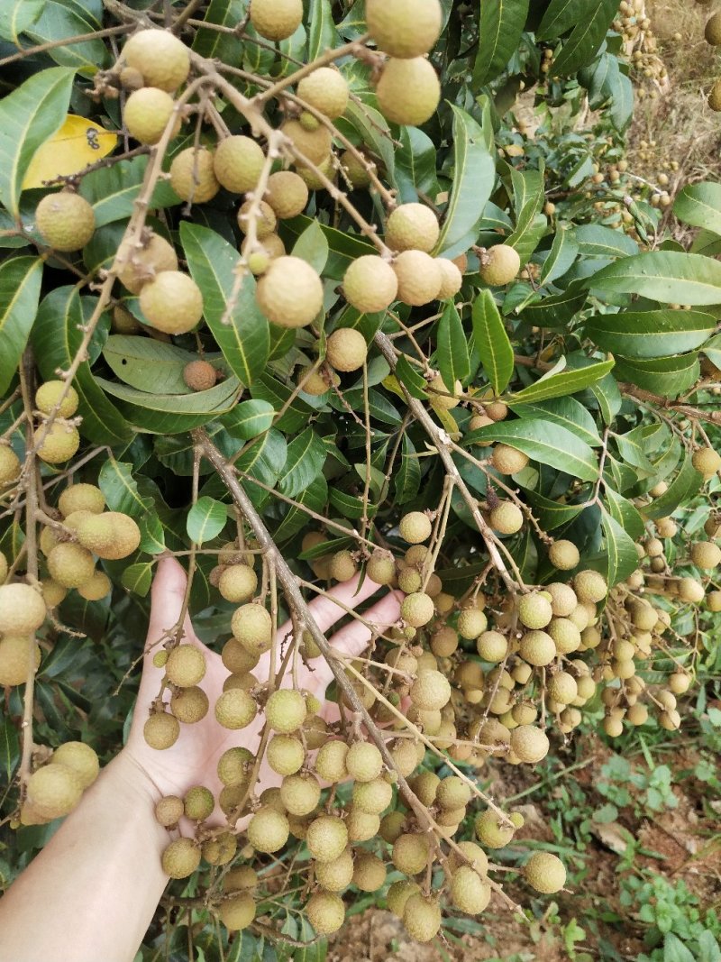 龙眼树苗桂圆苗嫁接苗石硖龙眼储良龙眼四季可种南方果苗地栽