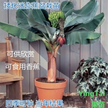 粉蕉香蕉苗、中焦9号、威廉斯B6各种香蕉树苗。