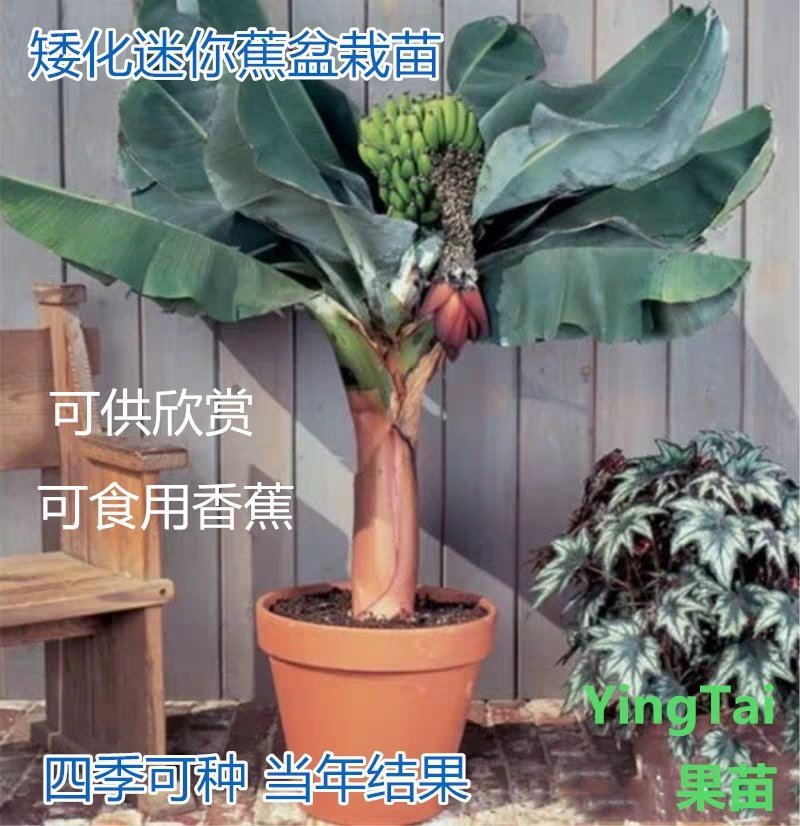 粉蕉香蕉苗、中焦9号、威廉斯B6各种香蕉树苗。