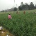 白帽蒜苔精品蒜苔60-70公分上市中