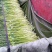 白帽蒜苔精品蒜苔60-70公分上市中