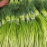 白帽蒜苔精品蒜苔60-70公分上市中