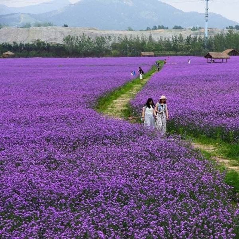 马鞭草花种子四季易种花期5个月开花不断景观花