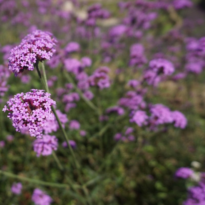 马鞭草花种子四季易种花期5个月开花不断景观花