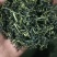 蒲公英茶，婆婆丁茶2020年全新新货，产地直发～跑量中