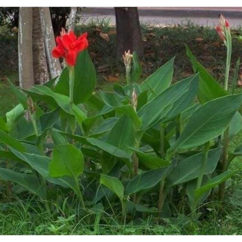 花卉花种子美人蕉种籽精品批发