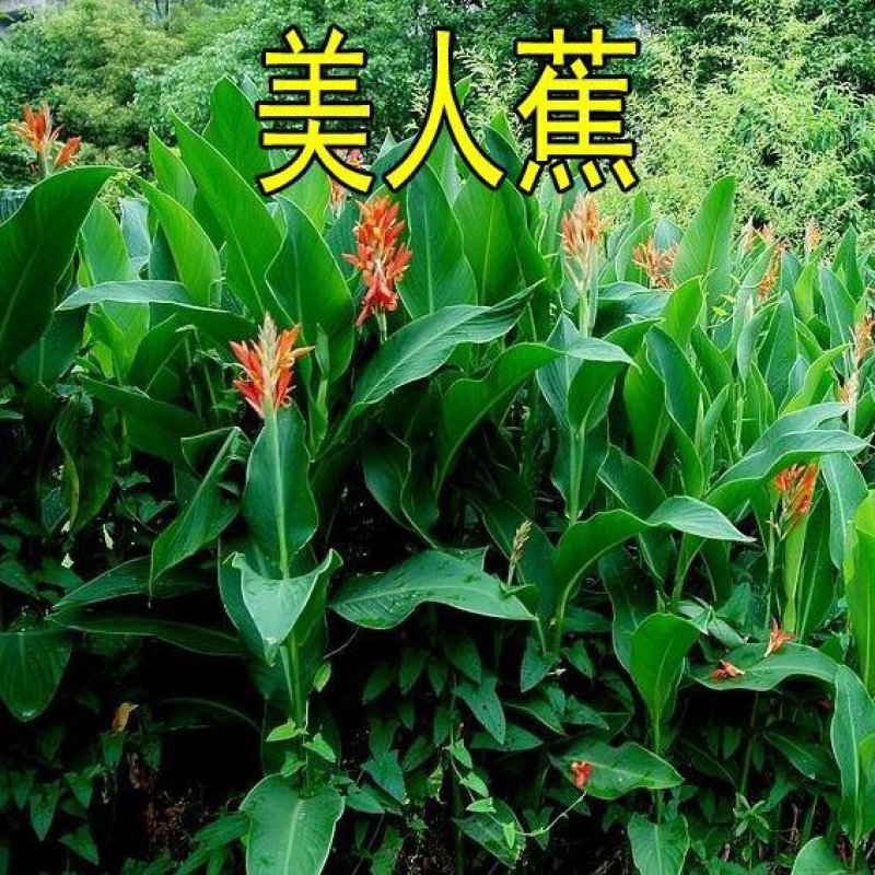 花卉花种子美人蕉种籽精品批发