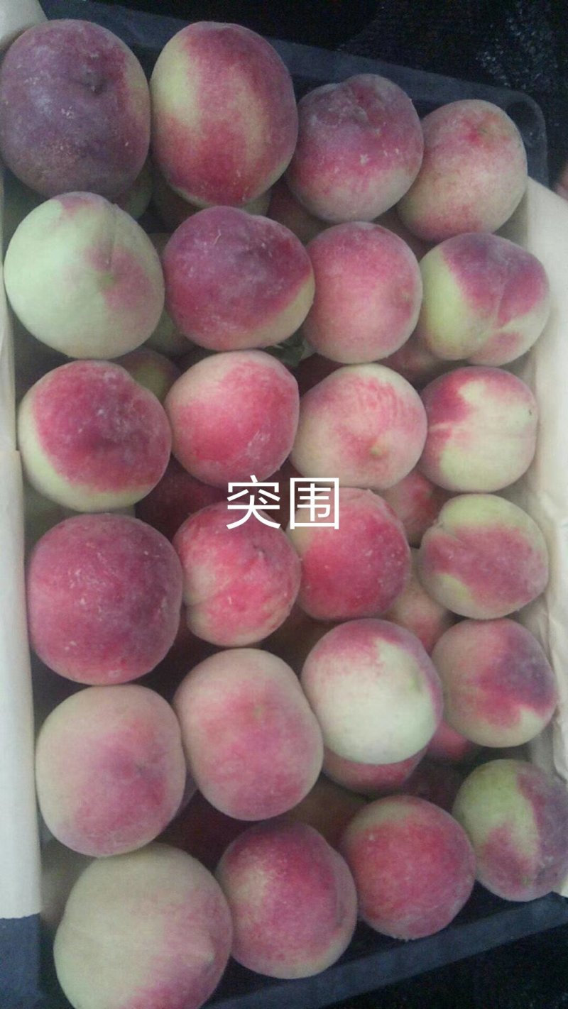 毛桃湖北枣阳露天优质毛桃中国桃之乡品种齐全