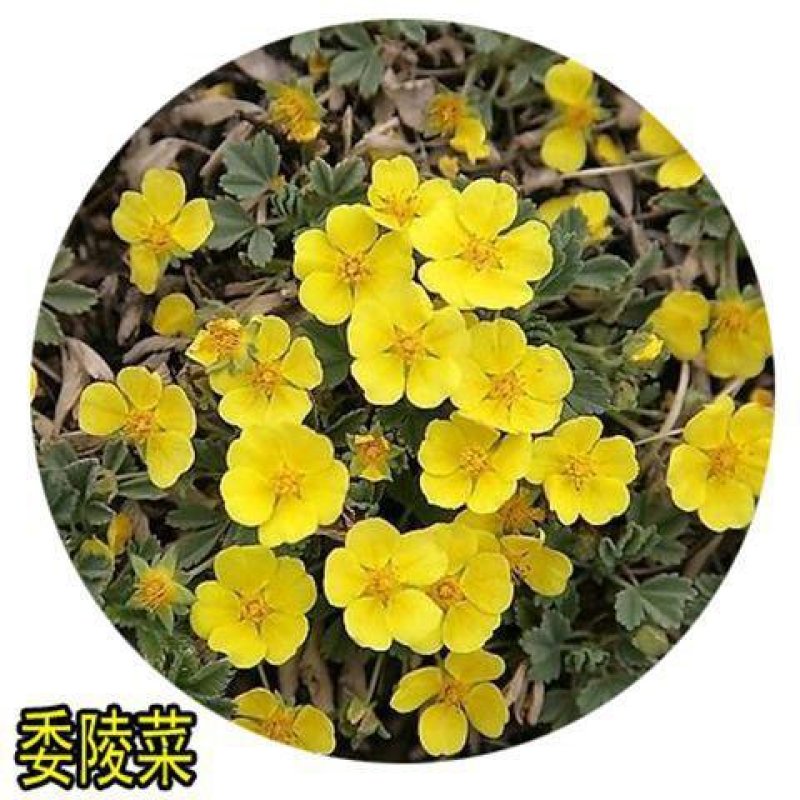 委陵菜种子大自然种业批发