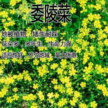 委陵菜种子大自然种业批发
