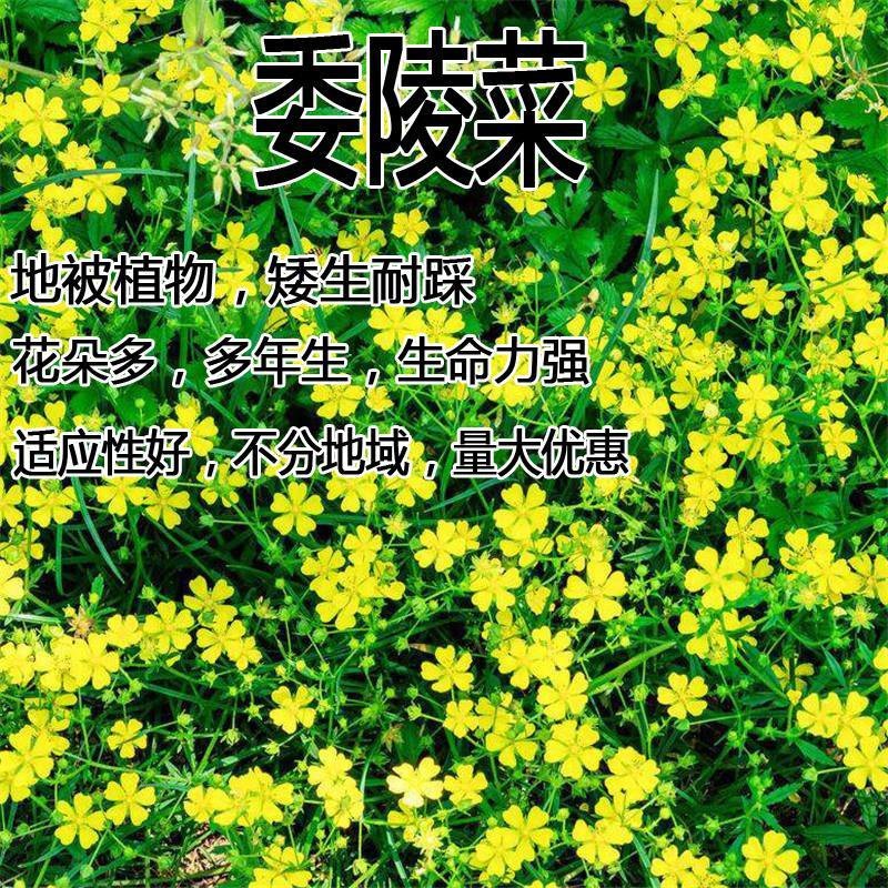 委陵菜种子大自然种业批发