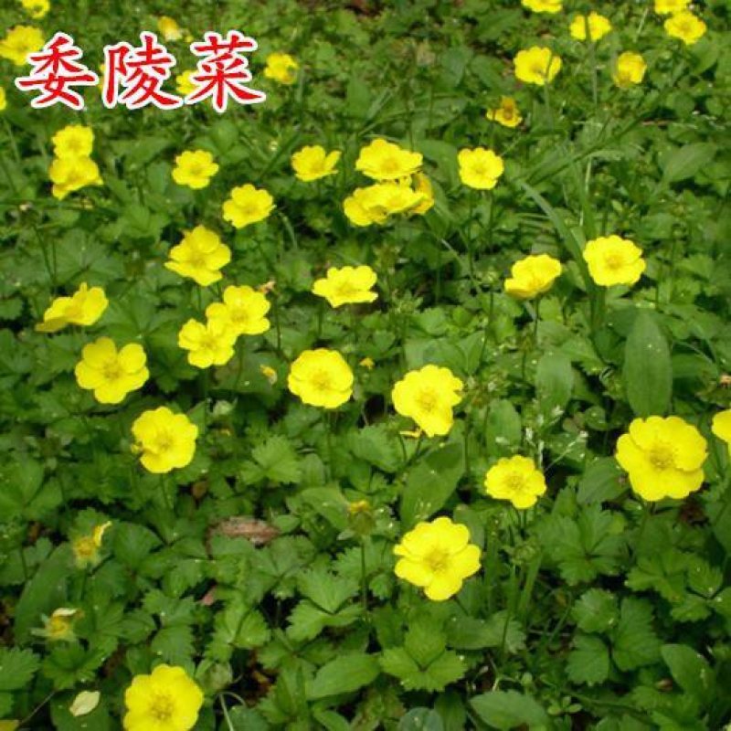 委陵菜种子大自然种业批发