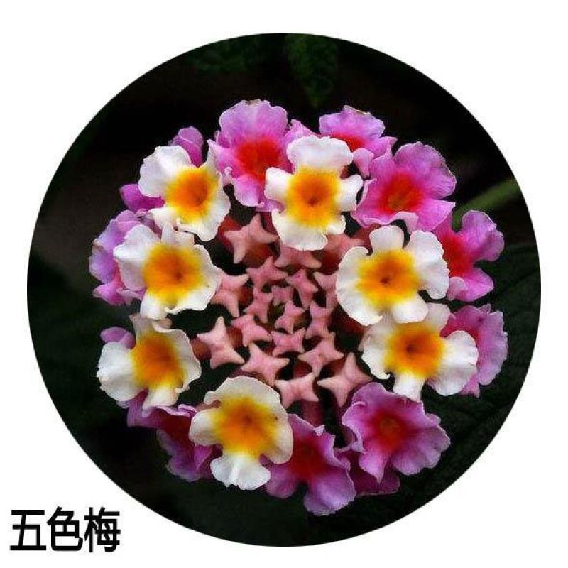 五色梅种子绣球花大自然种业批发