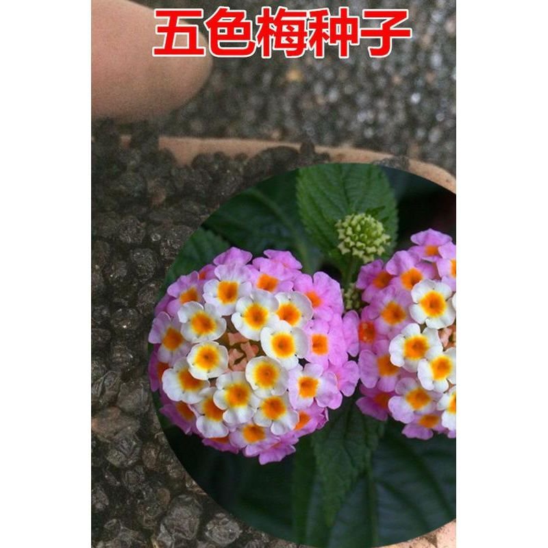 五色梅种子绣球花大自然种业批发