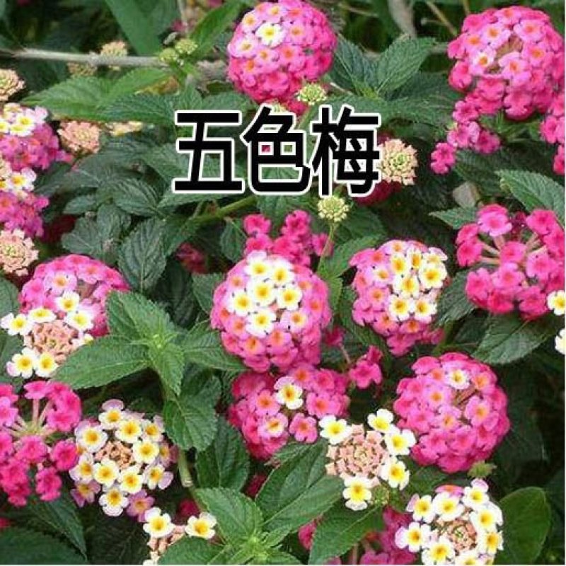 五色梅种子绣球花大自然种业批发