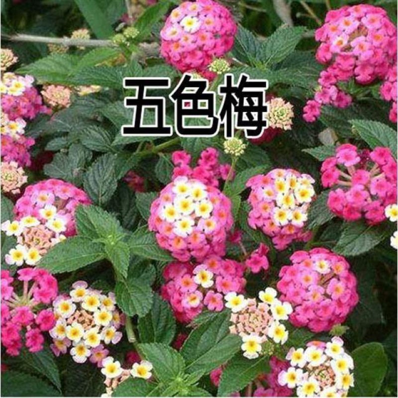 五色梅种子绣球花大自然种业批发