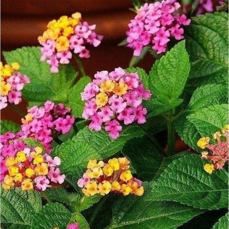 五色梅种子绣球花大自然种业批发
