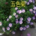 五色菊种子景观绿花卉种子草花种子观花种子