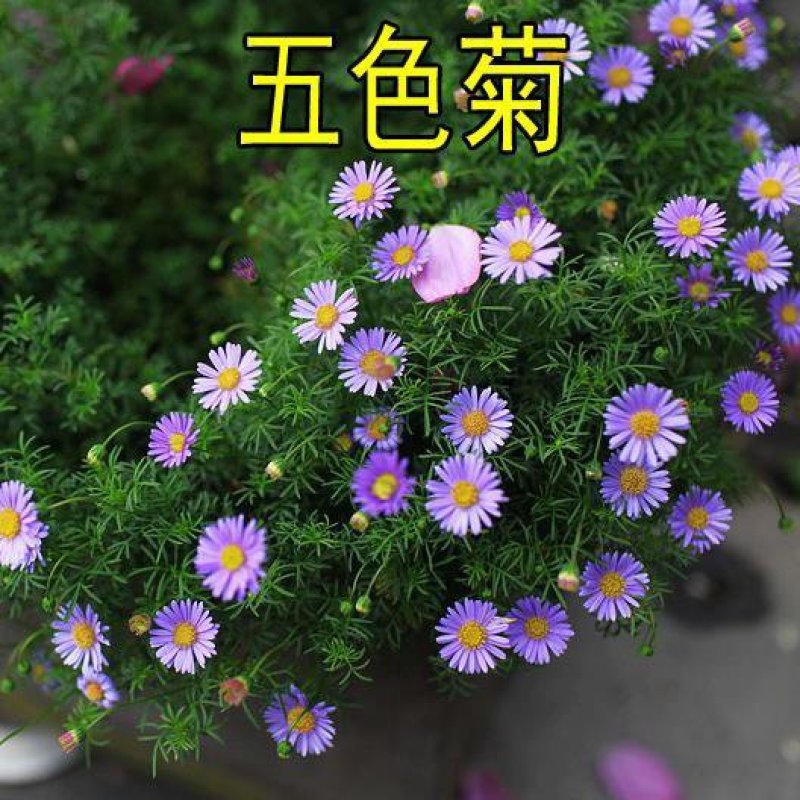 五色菊种子景观绿花卉种子草花种子观花种子