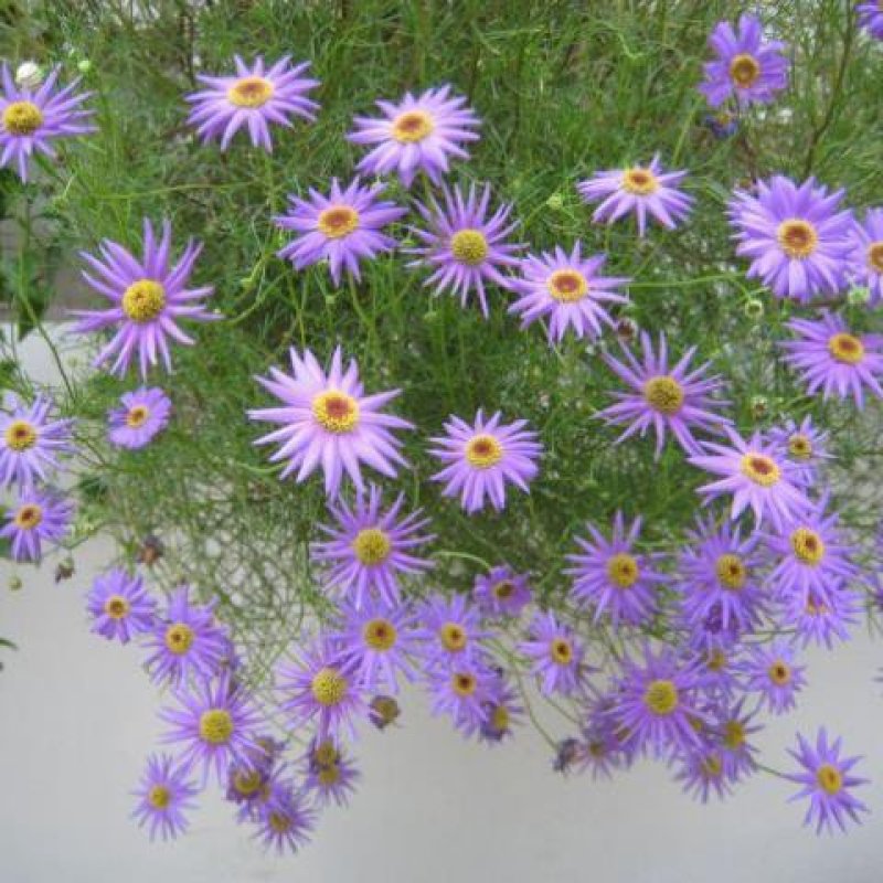 五色菊种子景观绿花卉种子草花种子观花种子