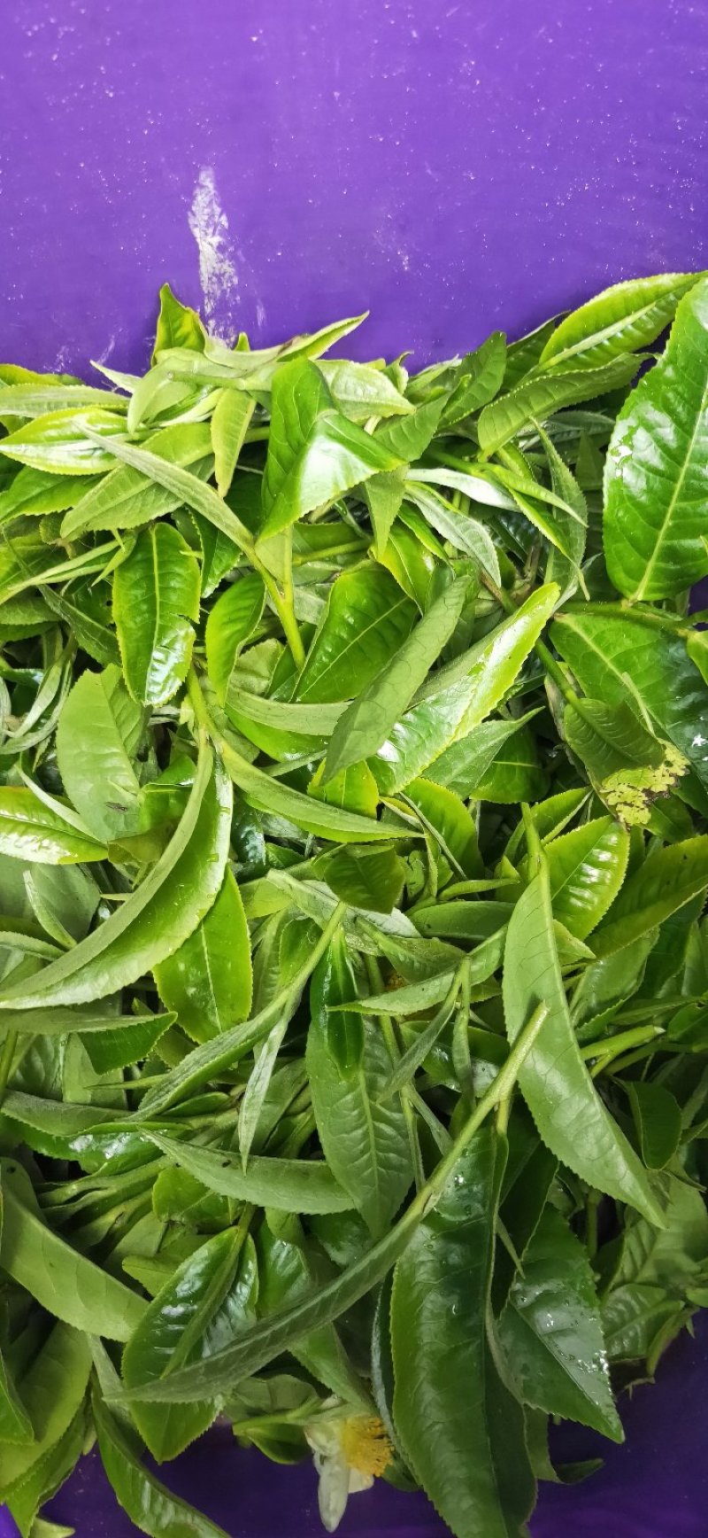 茶叶