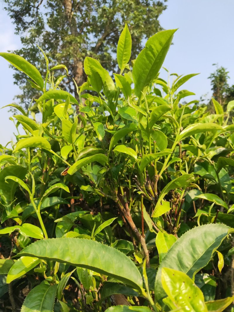 茶叶