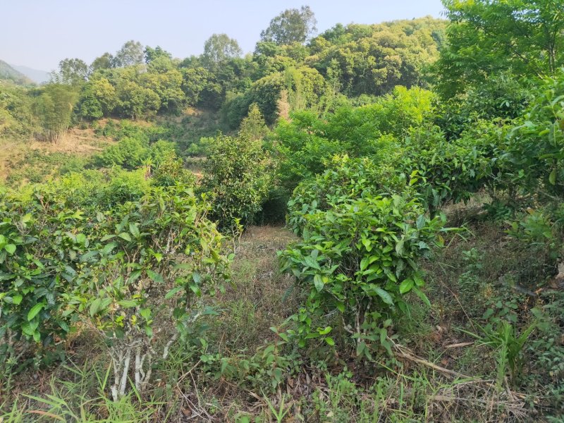 茶叶
