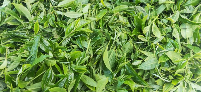 茶叶