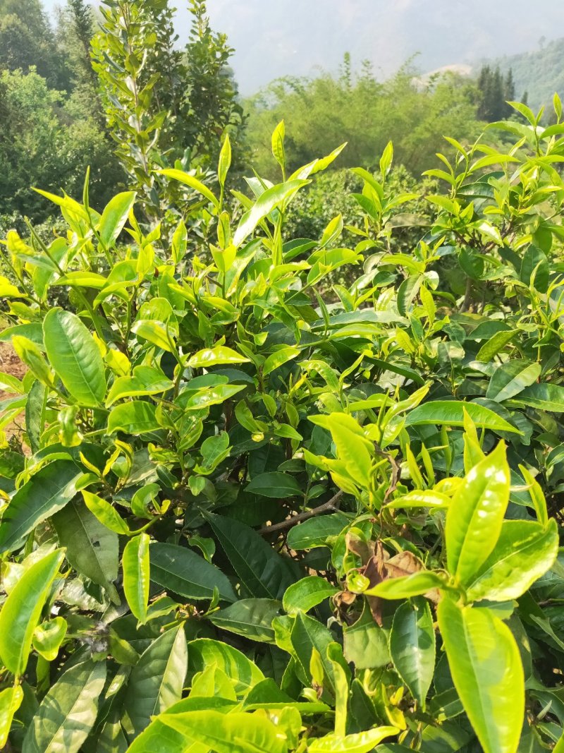 茶叶