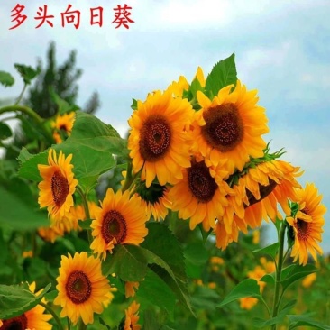 观赏向日葵种子彩色矮杆向日葵多头玩具熊向日葵四季易种