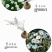 花海草籽大滨滨菊种子白色大宾菊花籽四季开花种子批发