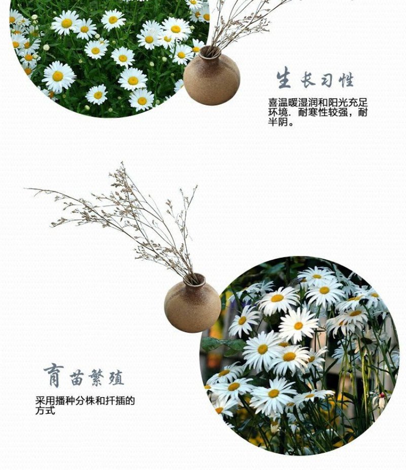 花海草籽大滨滨菊种子白色大宾菊花籽四季开花种子批发