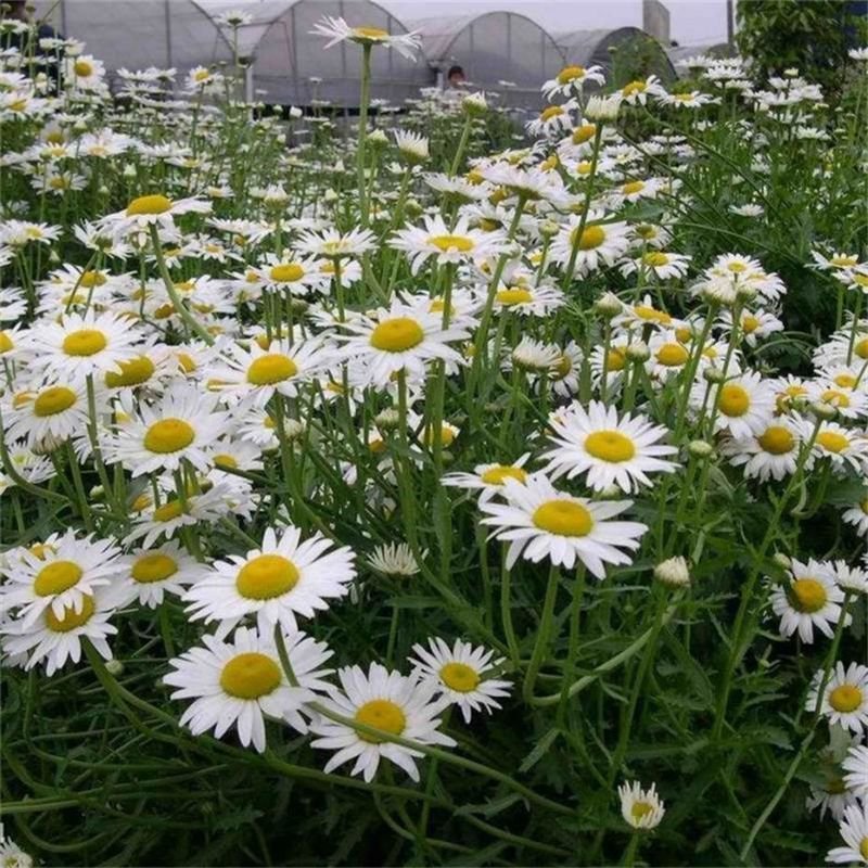 花海草籽大滨滨菊种子白色大宾菊花籽四季开花种子批发
