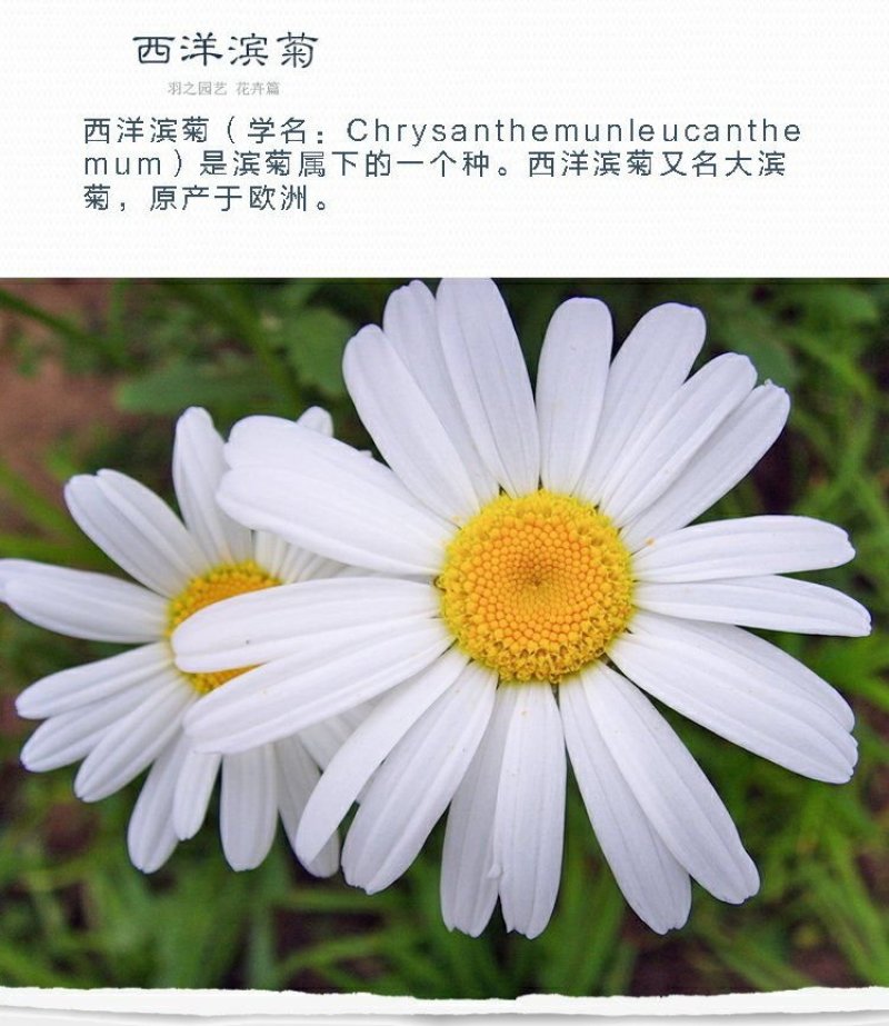 花海草籽大滨滨菊种子白色大宾菊花籽四季开花种子批发