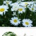 花海草籽大滨滨菊种子白色大宾菊花籽四季开花种子批发