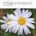 花海草籽大滨滨菊种子白色大宾菊花籽四季开花种子批发