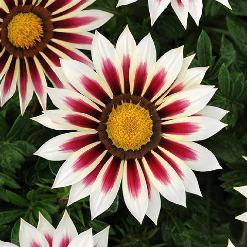 勋章菊种子混色花草花卉种子花籽种