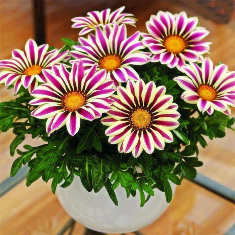 勋章菊种子混色花草花卉种子花籽种