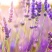 薰衣草花种子四季室内阳台花卉盆栽种植庭院花海绿化景观