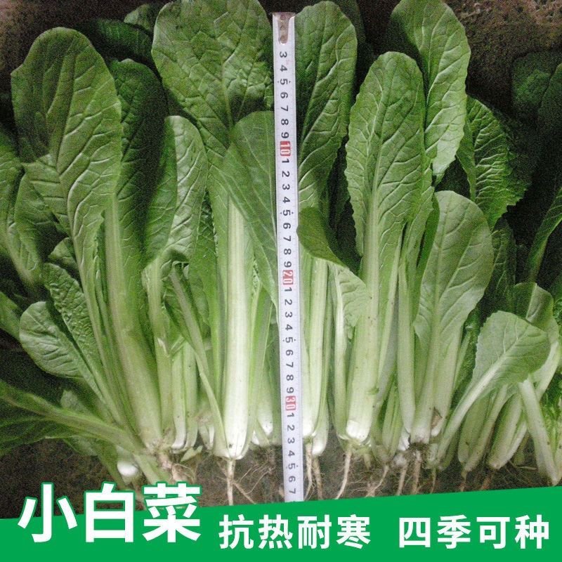 四季小白菜种子好吃易种蔬菜种子四季可播观赏果蔬
