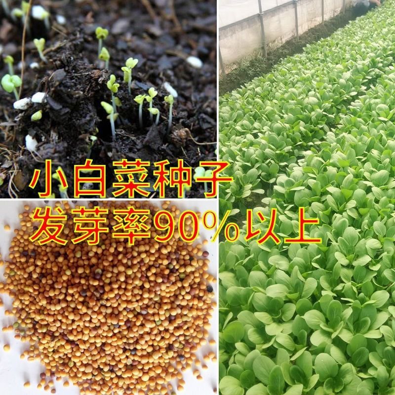 四季小白菜种子好吃易种蔬菜种子四季可播观赏果蔬