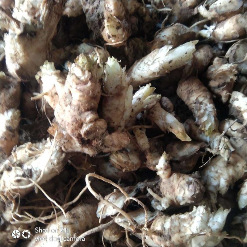 玄参芽苗、对土壤、气候适应性很强，基地直发，量大从优