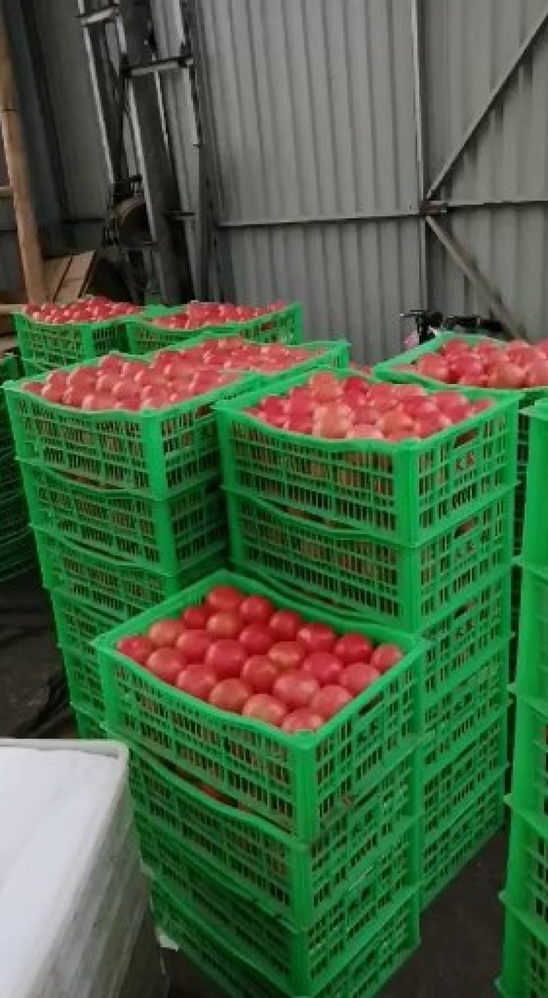 西红柿量大上市欢迎来电咨询常年代收代代各种蔬菜水果