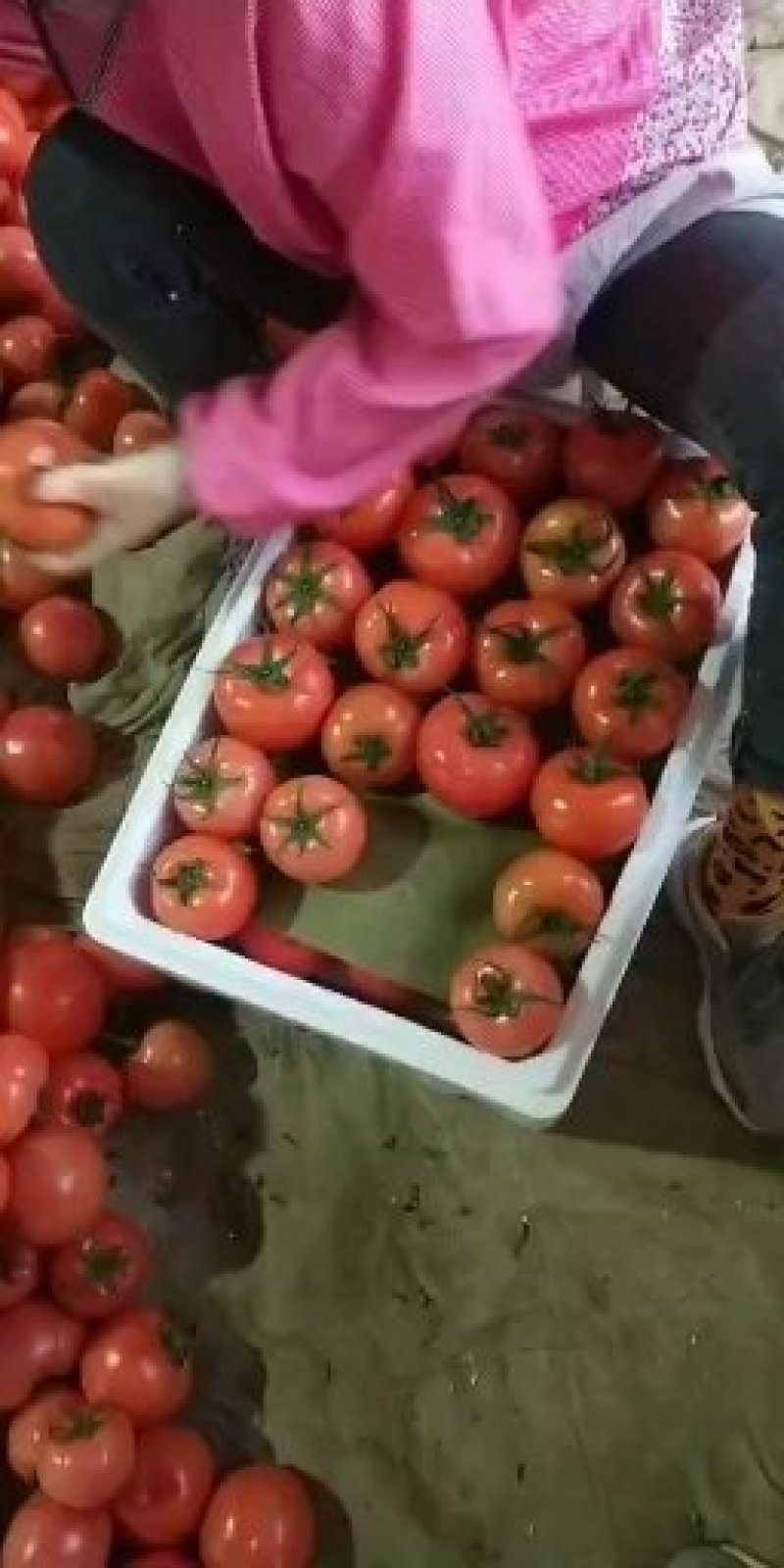 西红柿量大上市欢迎来电咨询常年代收代代各种蔬菜水果