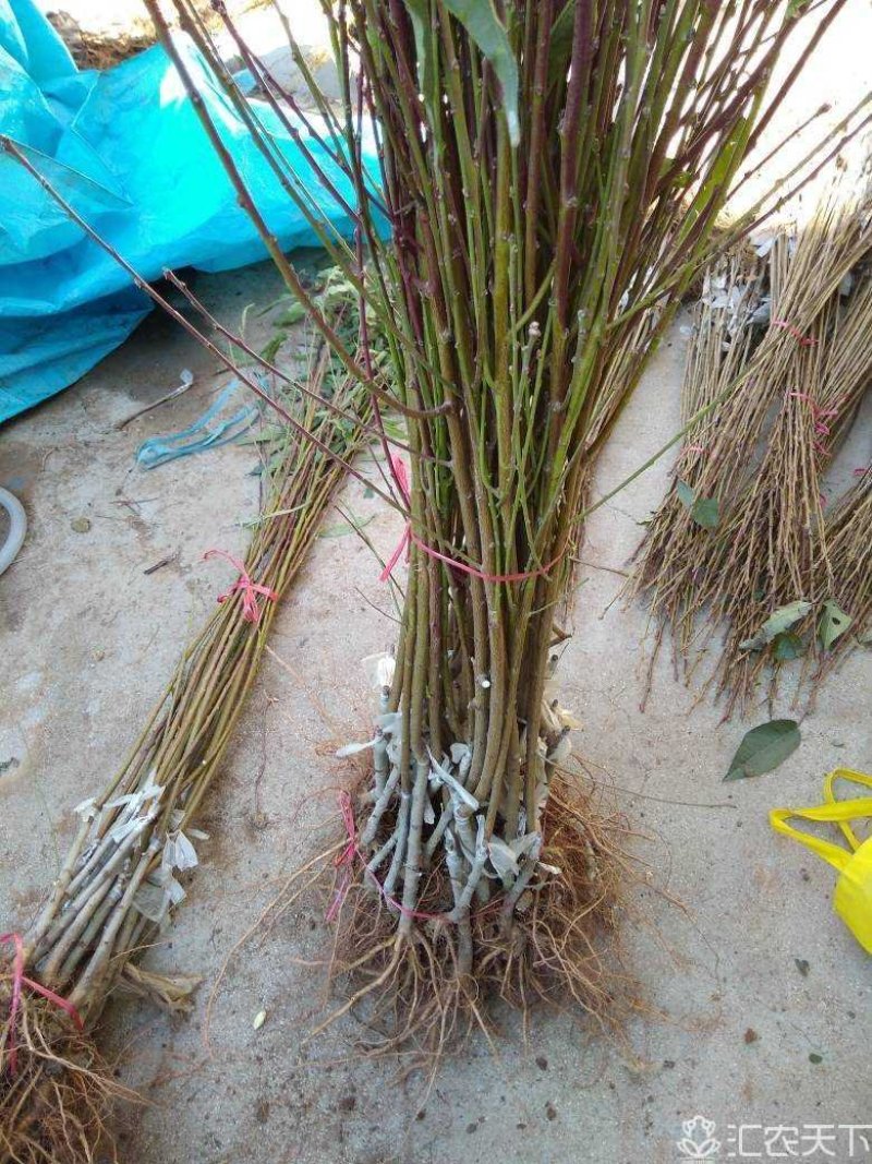 映霜红桃苗80cm以上品种保证假一赔十现挖现卖