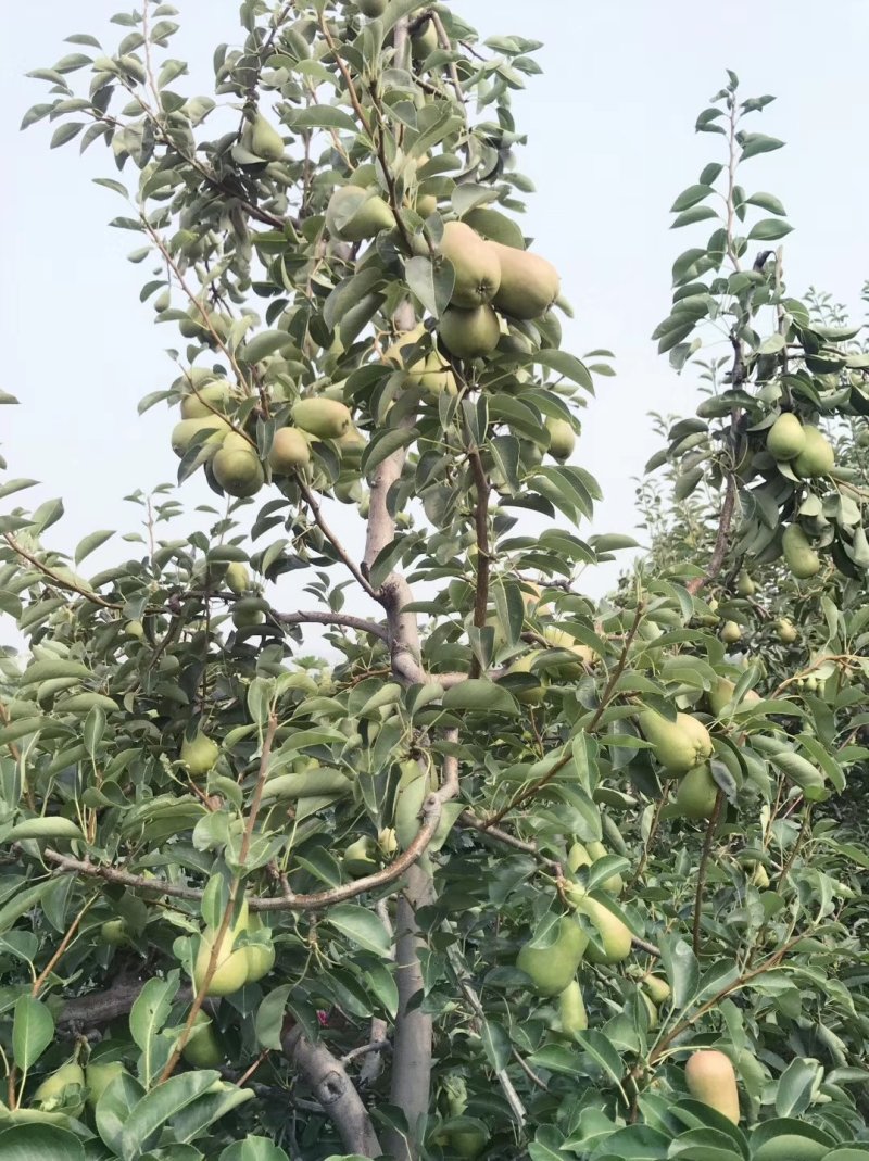 车轴梨保证品种质量，假一赔十现挖现卖自己苗圃实地看苗