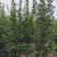 车轴梨保证品种质量，假一赔十现挖现卖自己苗圃实地看苗